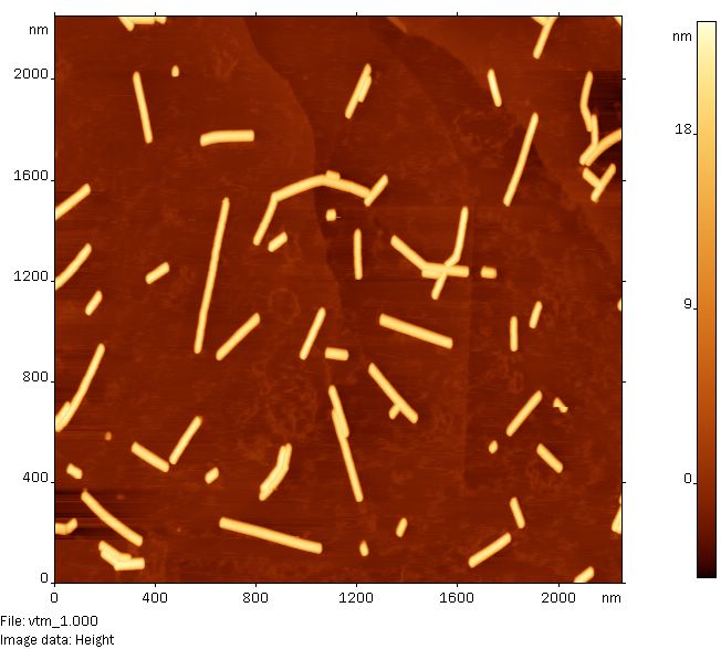 Tobacco mosaic virus