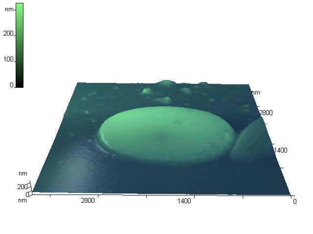 E Coli
