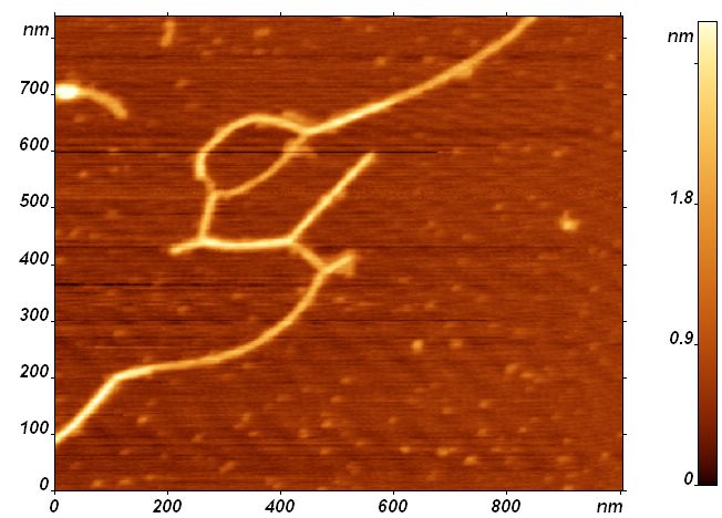 The image of 10-e06 M solution of gelatin poured on mica. We hope that this long molecule is gelatin.  Mode: resonant AFM  Probe: fpN10 (IPP, Russia)