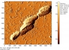 bacteria adhesion