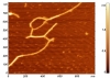 The image of 10-e06 M solution of gelatin poured on mica. We hope that this long molecule is gelatin.  Mode: resonant AFM  Probe: fpN10 (IPP, Russia)