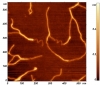 The image of three chain DNA.  Microscope FemtoScan  Probe Klinov modified resonant probe